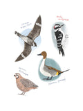 The Field Guide to Dumb Birds Sticker Book