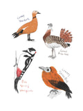 The Field Guide to Dumb Birds Sticker Book